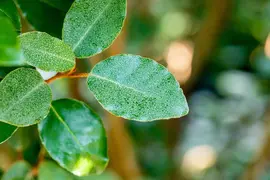 Elaeagnus x ebbingei (Olijfwilg) - afbeelding 7