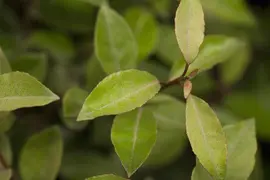 Elaeagnus x ebbingei (Olijfwilg) - afbeelding 2
