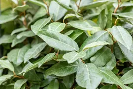 Elaeagnus x ebbingei (Olijfwilg) - afbeelding 9