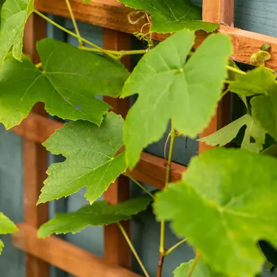 Elephant rechte trellis duurzaam hardhout fsc 550x1800mm met rechte latten rvs geschroefd  - afbeelding 2