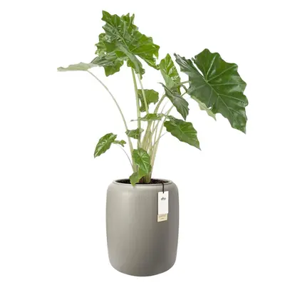 Elho Amber Beads Medium 40 - Beige - L 39 x B  x H 48 cm - Binnen en Buiten - 100% gerecycled - afbeelding 2