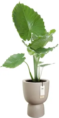 Elho Amber Coupe 35 - Beige - Ø 35 x H 49 cm - Binnen en Buiten - 100% gerecycled - afbeelding 2