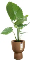 Elho Amber Coupe 35 - Bruin - Ø 35 x H 49 cm - Binnen en Buiten - 100% gerecycled - afbeelding 2