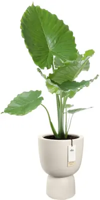 Elho Amber Coupe 35 - Wit - Ø 35 x H 49 cm - Binnen en Buiten - 100% gerecycled - afbeelding 2