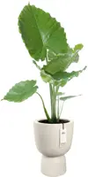 Elho Amber Coupe 35 - Wit - Ø 35 x H 49 cm - Binnen en Buiten - 100% gerecycled - afbeelding 2