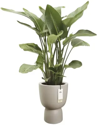 Elho Amber Coupe Round 41 - Beige - Ø 41 x H 58 cm - Binnen en Buiten - 100% gerecycled - afbeelding 2