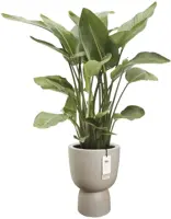 Elho Amber Coupe Round 41 - Beige - Ø 41 x H 58 cm - Binnen en Buiten - 100% gerecycled - afbeelding 2