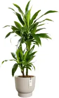 Elho Amber Grail 30 - Beige - Ø 30 x H 28 cm - Binnen en Buiten - 100% gerecycled - afbeelding 2