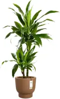 Elho Amber Grail 30 - Bruin - Ø 30 x H 28 cm - Binnen en Buiten - 100% gerecycled - afbeelding 2
