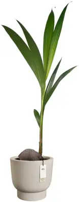 Elho Amber Grail 40 - Beige - Ø 38 x H 36 cm - Binnen en Buiten - 100% gerecycled - afbeelding 2