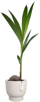 Elho Amber Grail 40 - Wit - Ø 38 x H 36 cm - Binnen en Buiten - 100% gerecycled - afbeelding 2