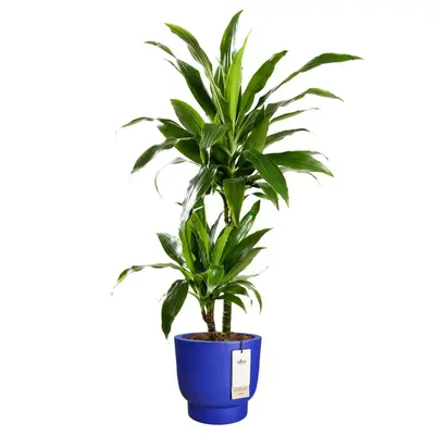 Elho amber grail d40cm royal blue - afbeelding 5