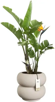 Elho Amber Roll Low 43 - Beige - Ø 43 x H 40 cm - Binnen en Buiten - 100% gerecycled - afbeelding 2