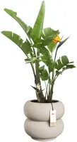 Elho Amber Roll Low 43 - Beige - Ø 43 x H 40 cm - Binnen en Buiten - 100% gerecycled - afbeelding 2