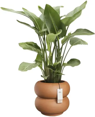 Elho Amber Roll Low 43 - Bruin - Ø 43 x H 40 cm - Binnen en Buiten - 100% gerecycled - afbeelding 2