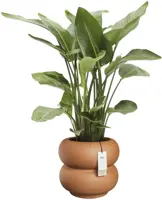 Elho Amber Roll Low 43 - Bruin - Ø 43 x H 40 cm - Binnen en Buiten - 100% gerecycled - afbeelding 2