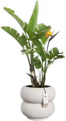 Elho Amber Roll Low 43 - Wit - Ø 43 x H 40 cm - Binnen en Buiten - 100% gerecycled - afbeelding 2