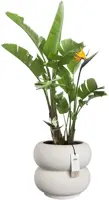 Elho Amber Roll Low 43 - Wit - Ø 43 x H 40 cm - Binnen en Buiten - 100% gerecycled - afbeelding 2