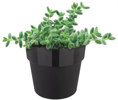 Elho B.for Original rond mini bloempot 7 cm living black - afbeelding 2