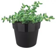 Elho B.for Original rond mini bloempot 7 cm living black - afbeelding 2