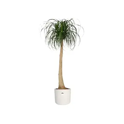 Elho b.for soft bloempot rond 14 cm wit - afbeelding 3