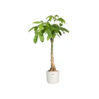 Elho b.for soft bloempot rond 14 cm wit - afbeelding 4