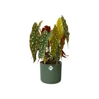 Elho b.for soft bloempot rond 18 cm blad groen - afbeelding 4