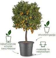 Elho bloempot Algarve Cilindro 25cm terra - afbeelding 8