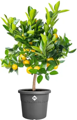 Elho bloempot Algarve Cilindro 35cm antraciet - afbeelding 4