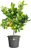 Elho bloempot Algarve Cilindro 35cm antraciet - afbeelding 4