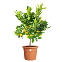 Elho bloempot Algarve cilindro 35cm terra - afbeelding 5