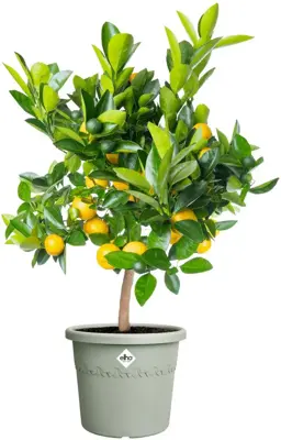 Elho bloempot Algarve Cilindro 35cm tijmgroen - afbeelding 4