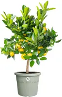 Elho bloempot Algarve Cilindro 35cm tijmgroen - afbeelding 4