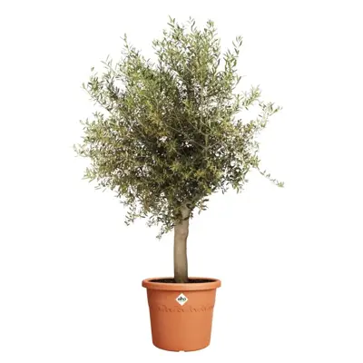 Elho bloempot Algarve Cilindro 40cm terra - afbeelding 4