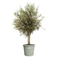 Elho bloempot Algarve Cilindro 48cm tijmgroen - afbeelding 3