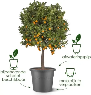 Elho bloempot Algarve Cilindro 48cm tijmgroen - afbeelding 5