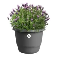 Elho bloempot Amiga 25 cm Antraciet - afbeelding 5