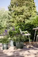 Elho bloempot Amiga rond 30cm tijmgroen - afbeelding 7