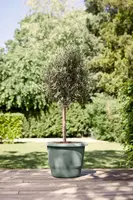 Elho bloempot Amiga rond 30cm tijmgroen - afbeelding 8