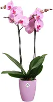 Elho bloempot Brussels orchidee hoog 12,5cm levendig violet - afbeelding 2