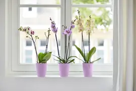 Elho bloempot Brussels orchidee hoog 12,5cm levendig violet - afbeelding 3