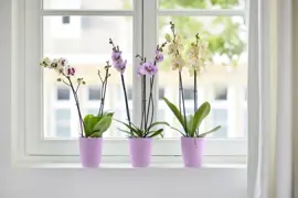 Elho bloempot Brussels orchidee hoog 12,5cm levendig violet - afbeelding 3