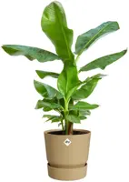 Elho bloempot Greenville 25cm Goudkleurig Zand - afbeelding 2