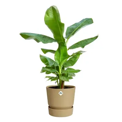 Elho bloempot Greenville 47cm Goudkleurig Zand - afbeelding 4