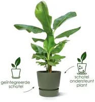 Elho Bloempot Greenville Rond 40cm Goudkleurig Zand - afbeelding 7