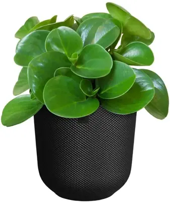 Elho bloempot Jazz 14x13cm living black - afbeelding 3