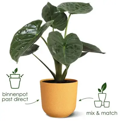 Elho bloempot Jazz rond 16 cm amber geel - afbeelding 9