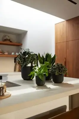 Elho bloempot Jazz Rond 16cm Living black - afbeelding 7