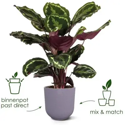 Elho bloempot Jazz rond 19cm Living Black - afbeelding 10