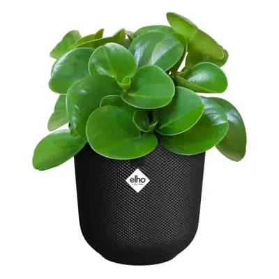 Elho bloempot Jazz rond 19cm Living Black - afbeelding 5